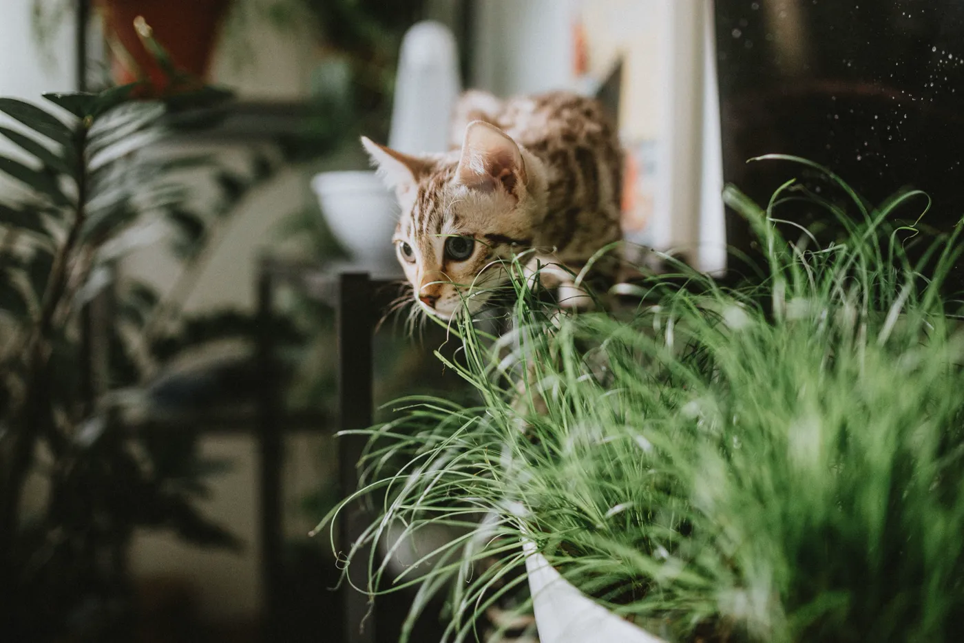 Pisica Bengaleză — fotografie a rasei