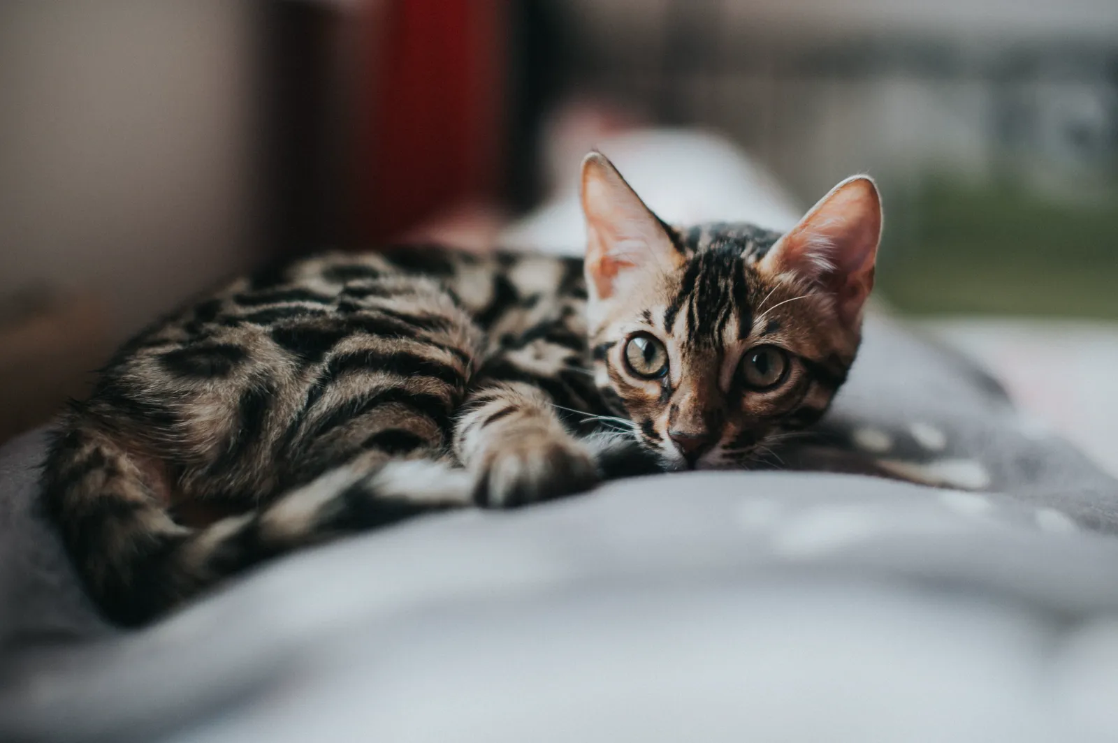 Bengal