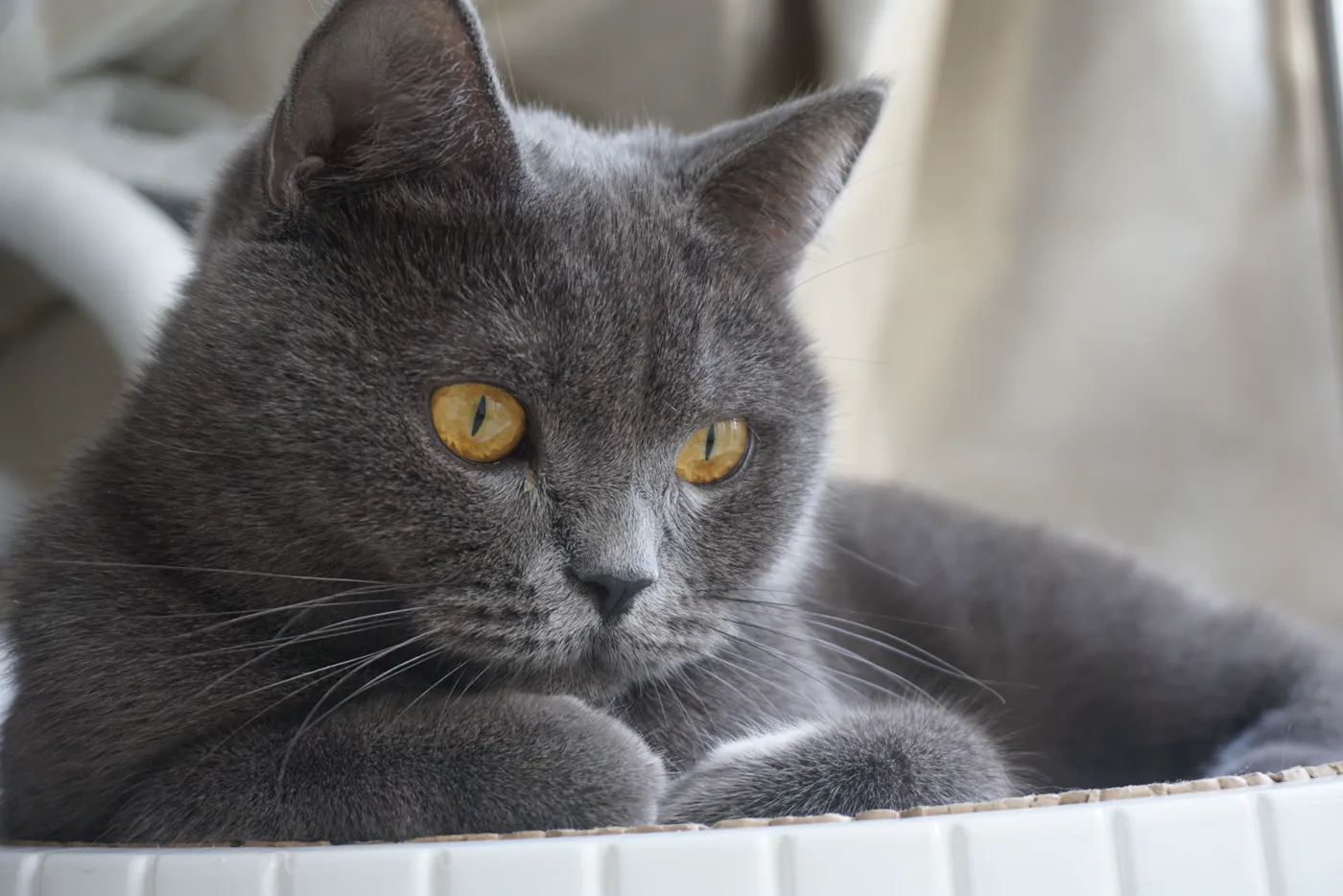 British Shorthair — breed photo
