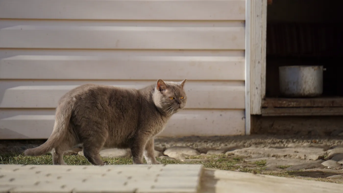 British Shorthair — breed photo