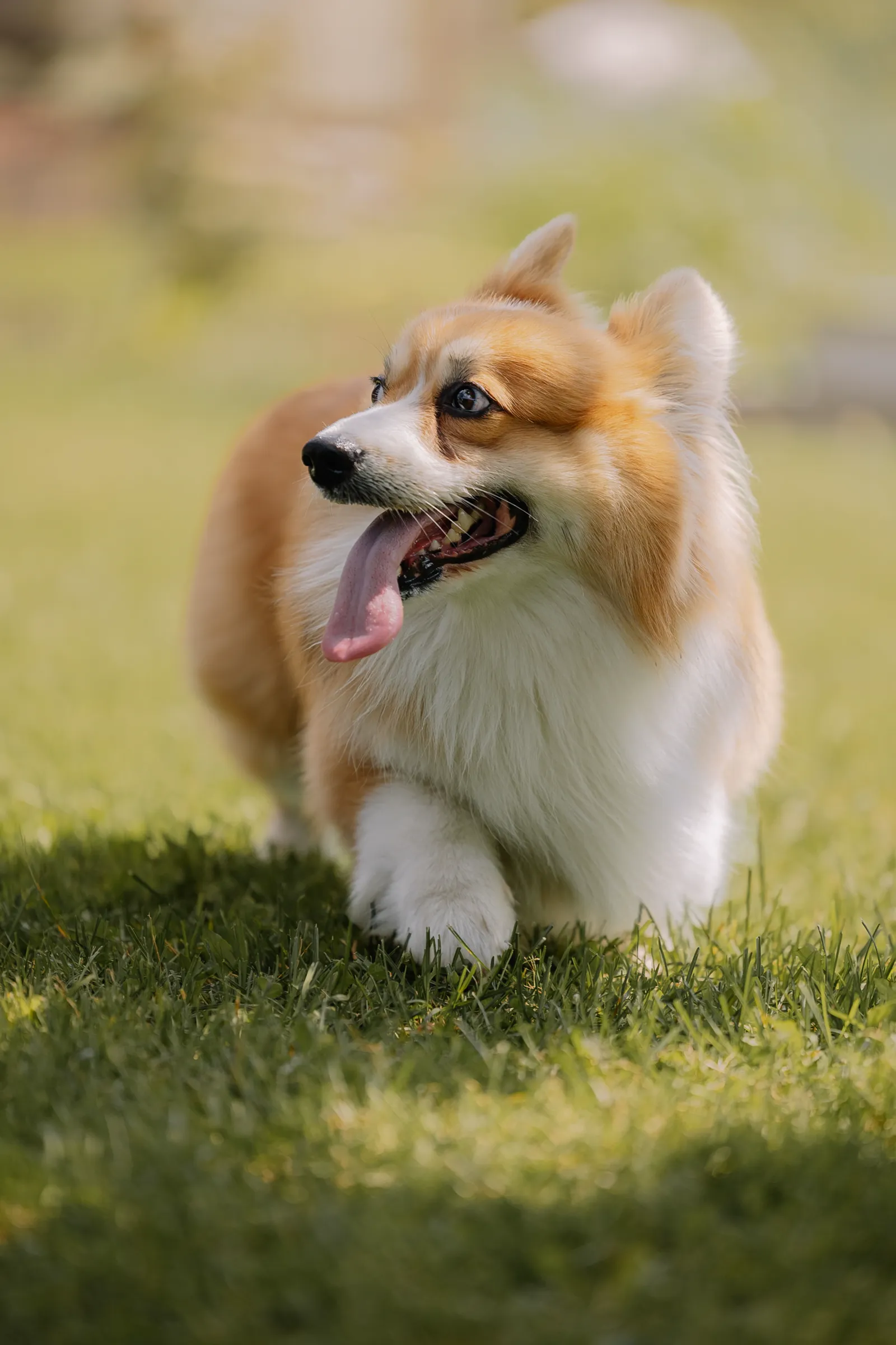 Corgi