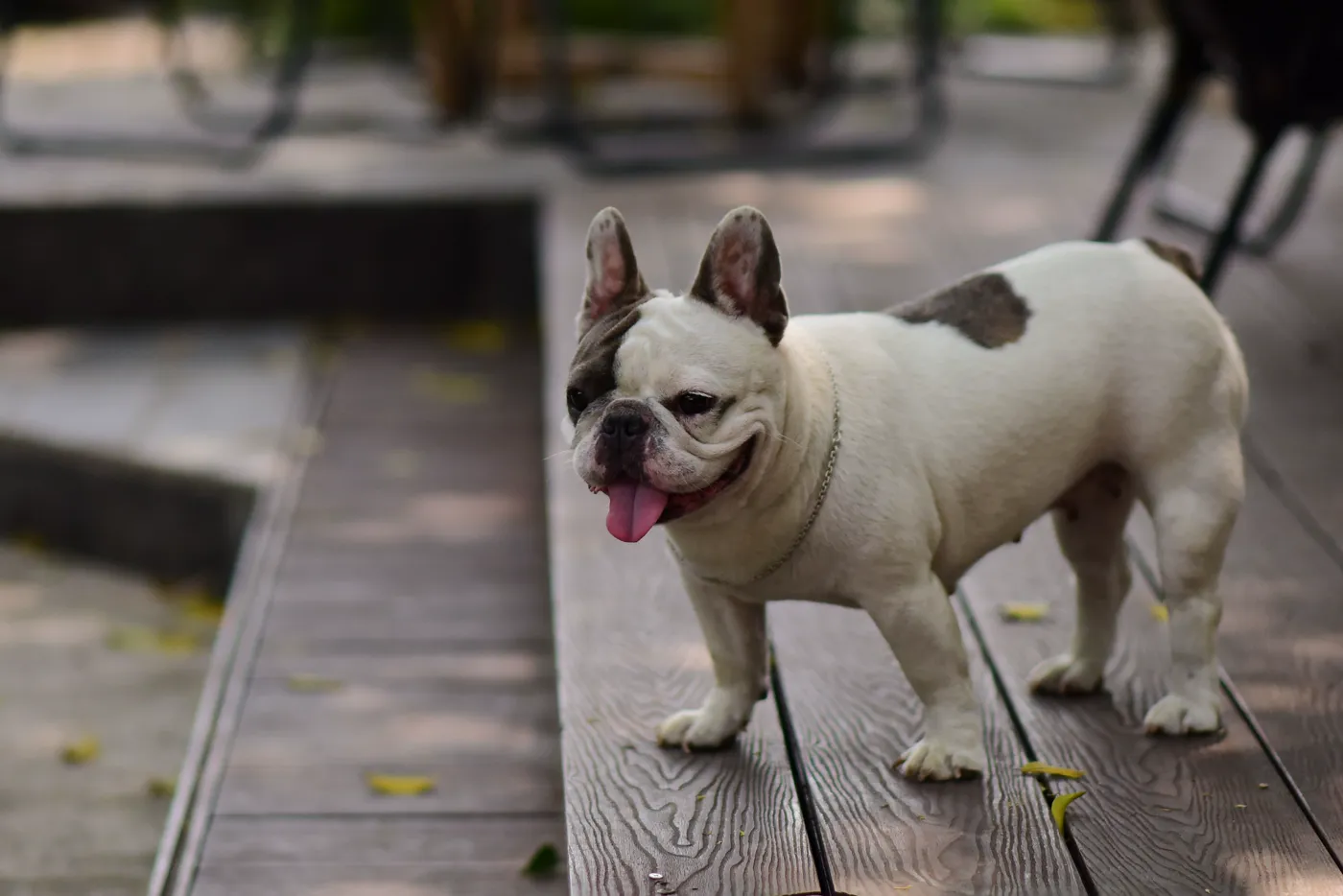 Buldog Francez — fotografie a rasei
