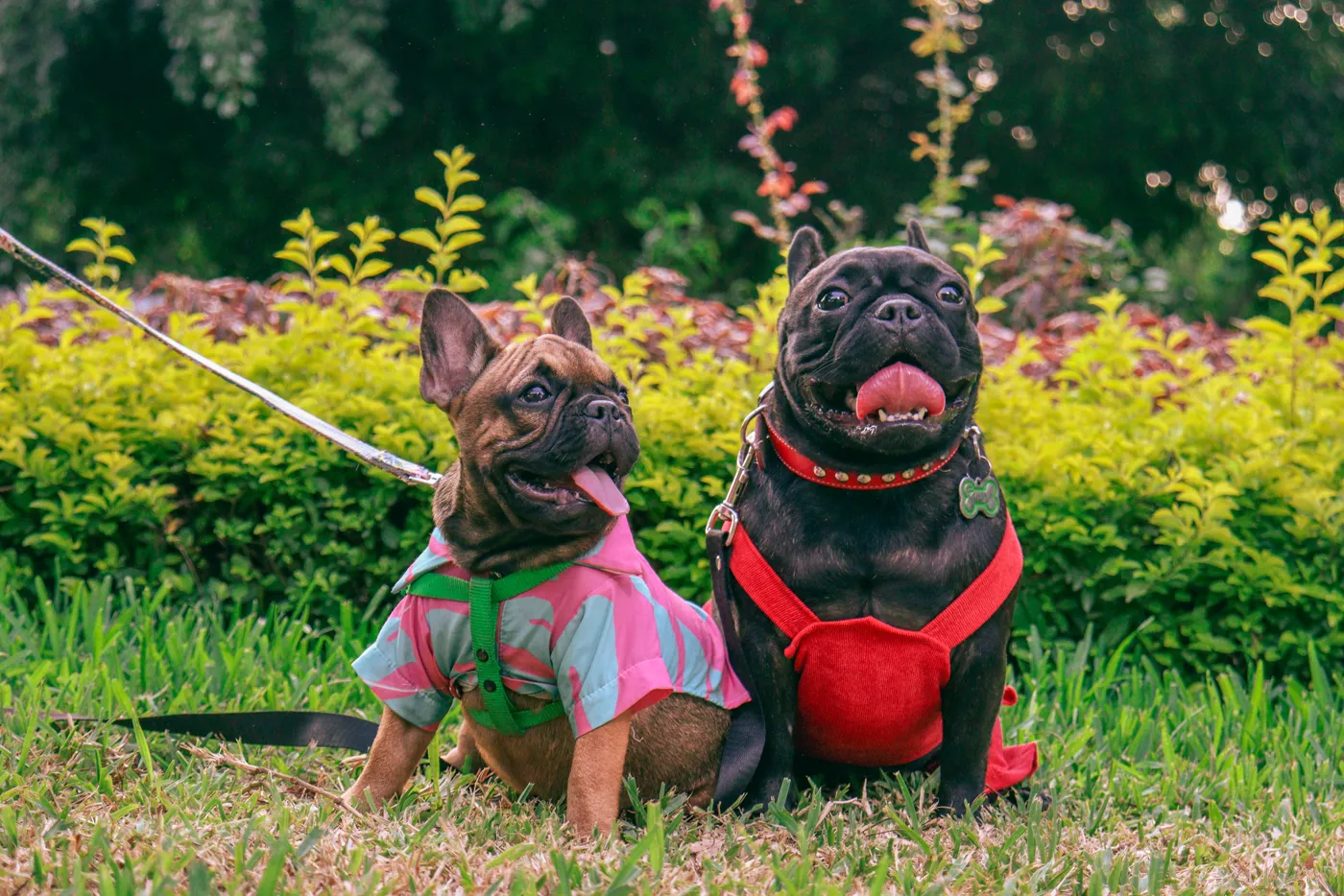 Buldog Francez — fotografie a rasei