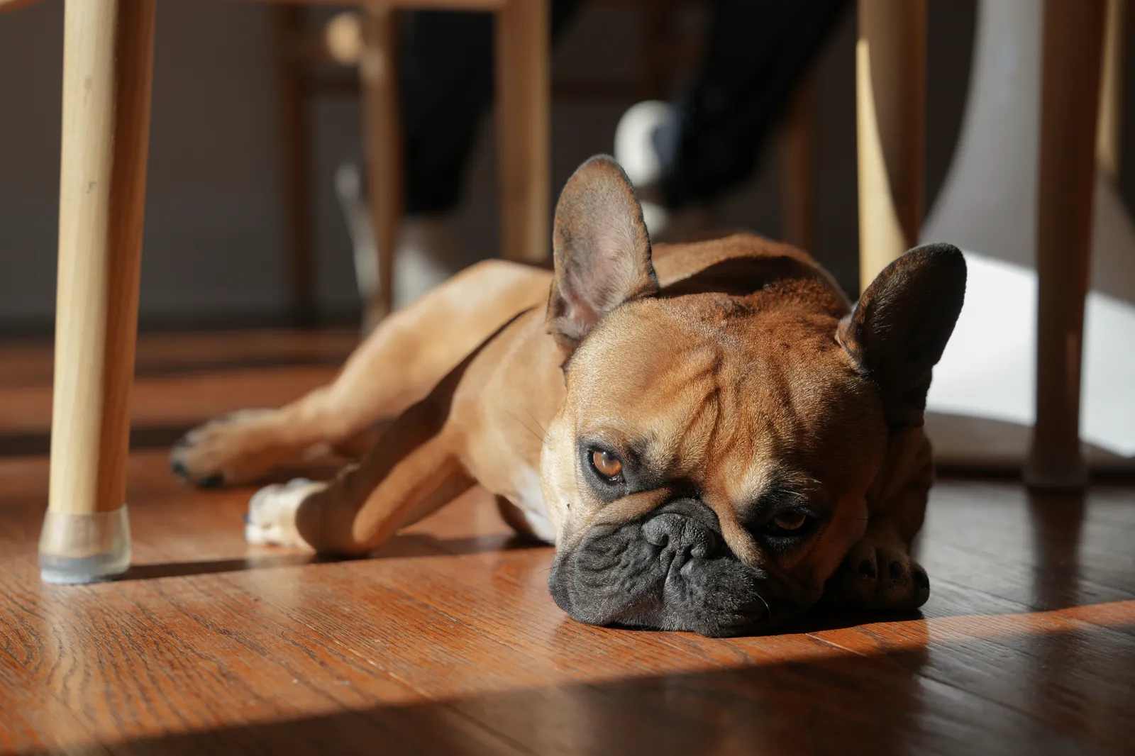 French Bulldog