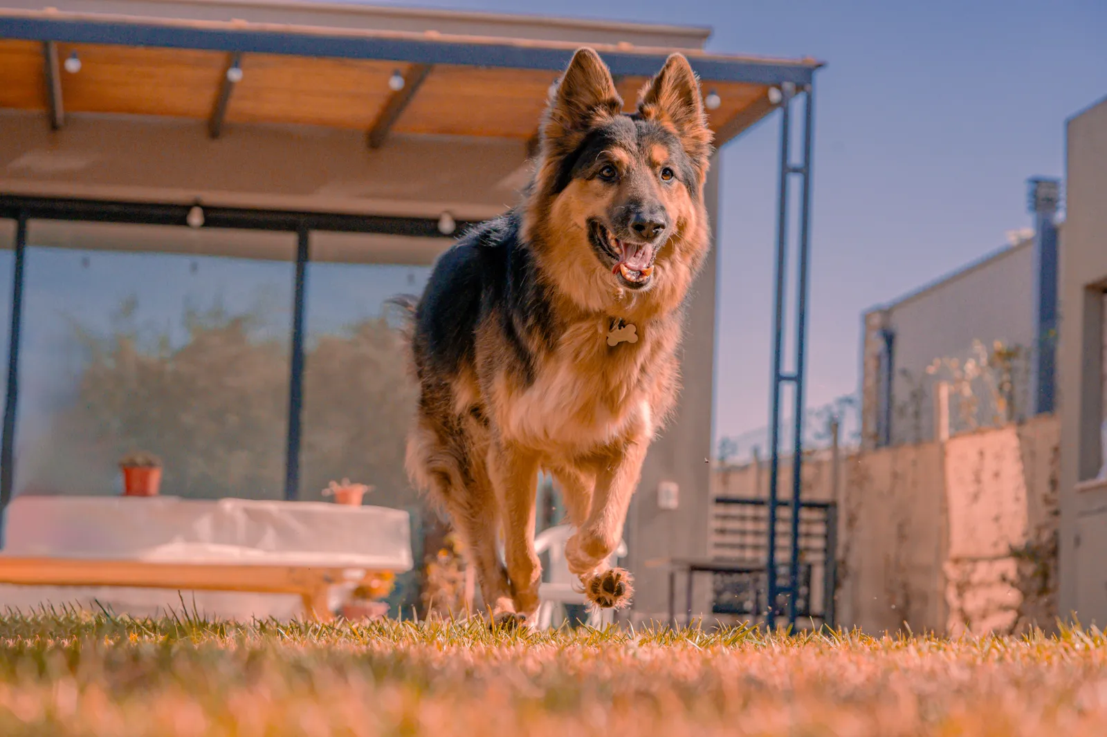 German Shepherd