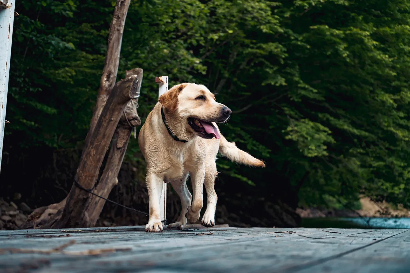 Labrador Retriever — fotografie a rasei