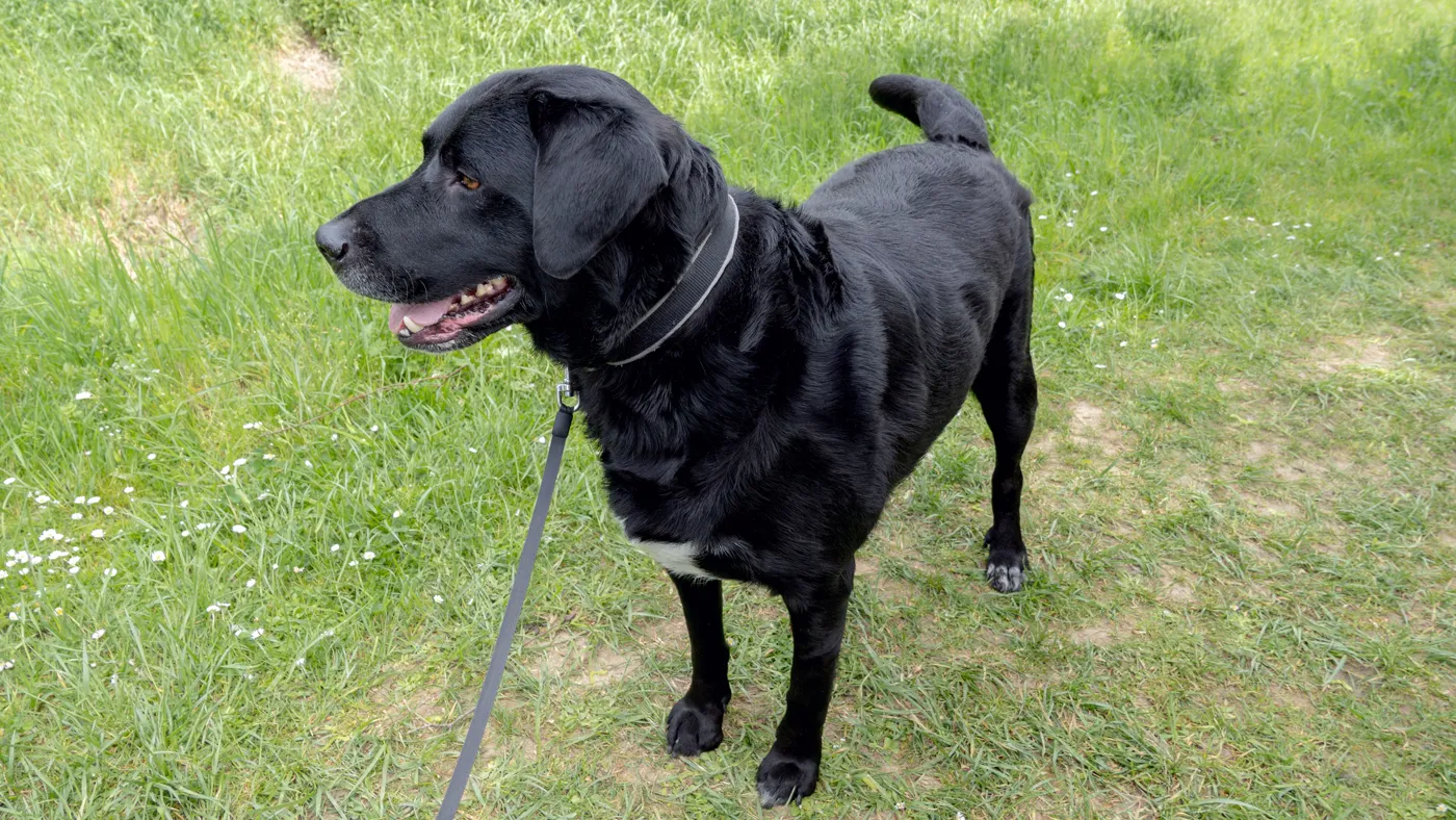 Labrador Retriever — fotografie a rasei