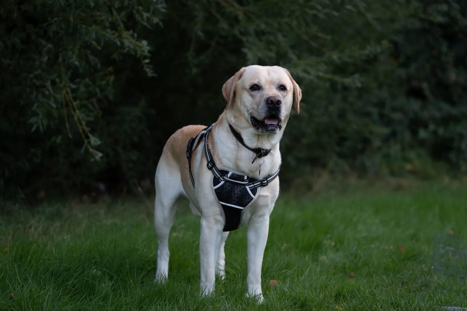 Labrador