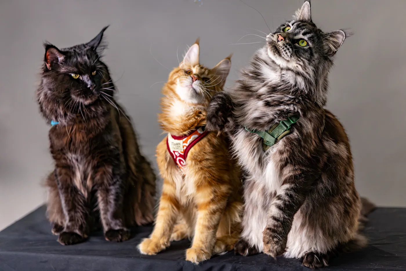 Maine Coon — breed photo