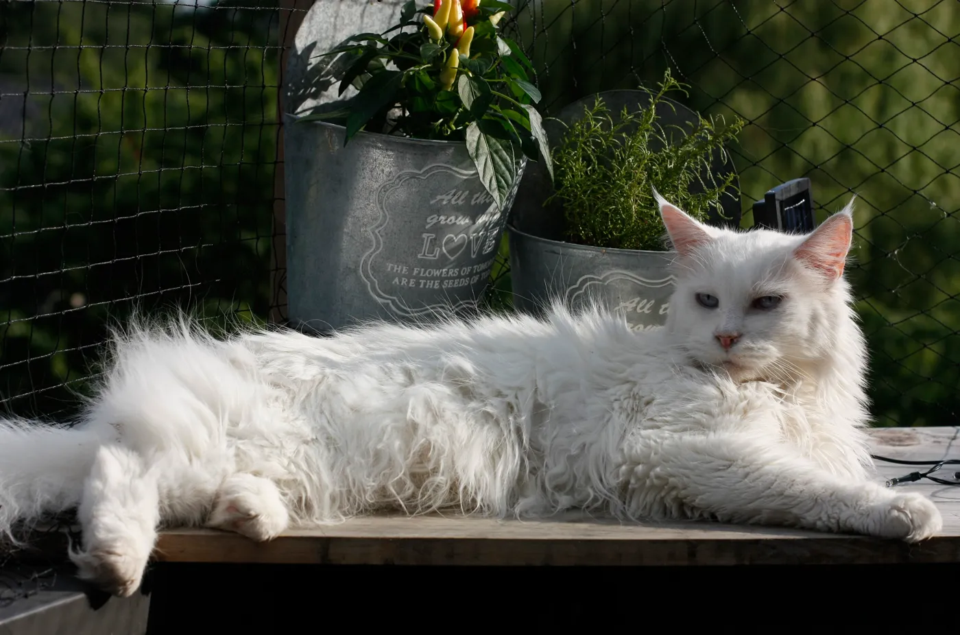 Maine Coon — breed photo