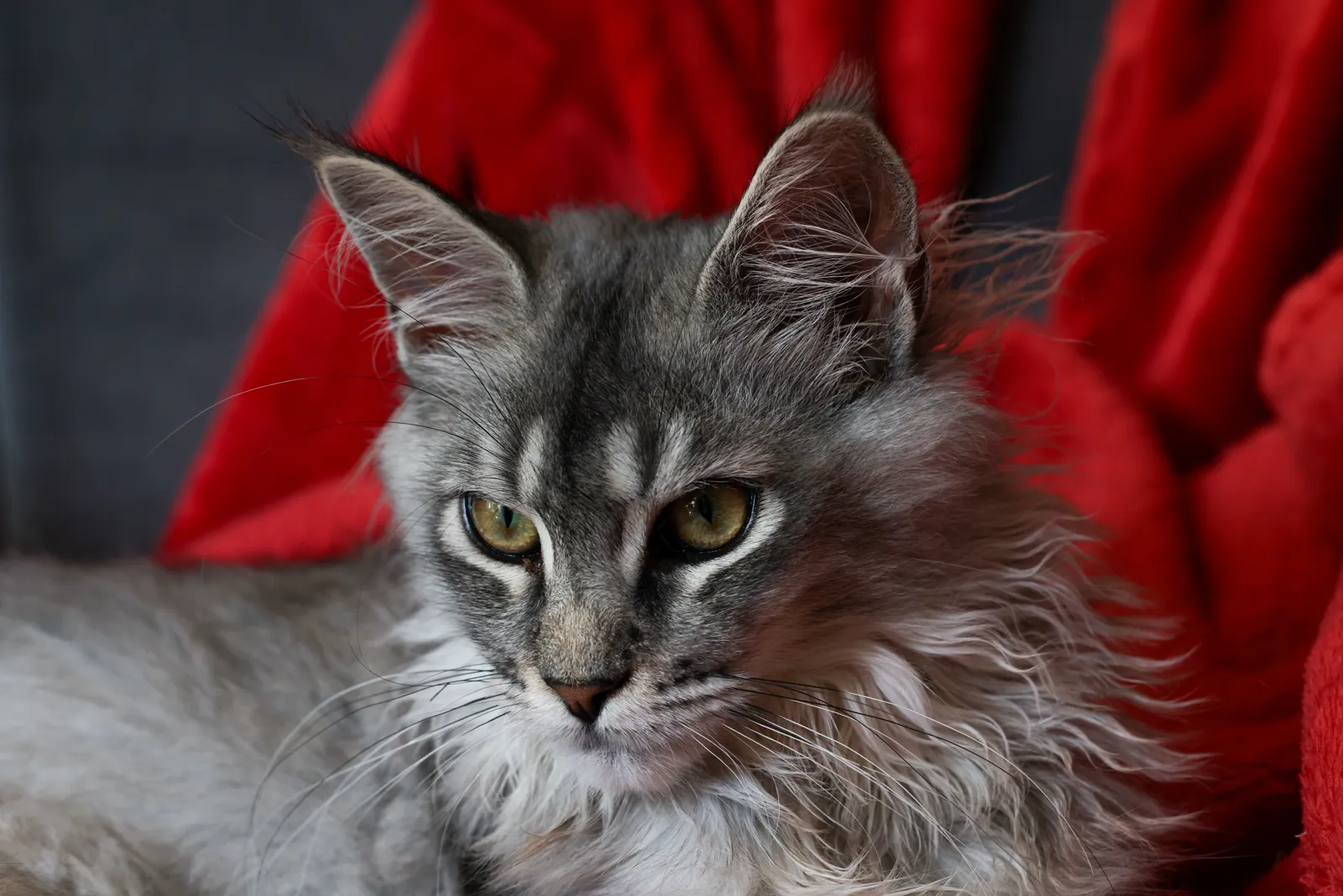 Maine Coon