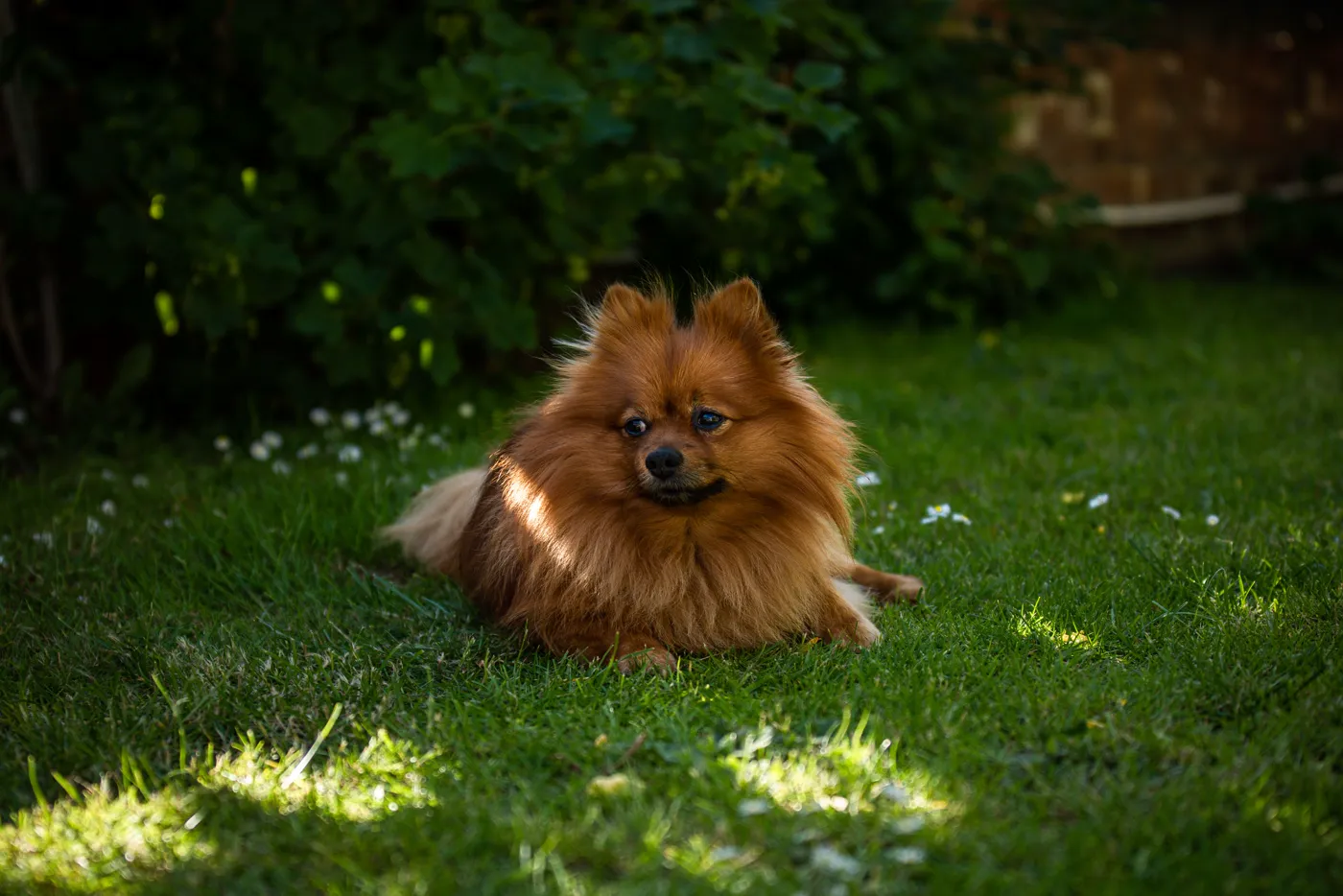 Spitz Pomeranian — fotografie a rasei