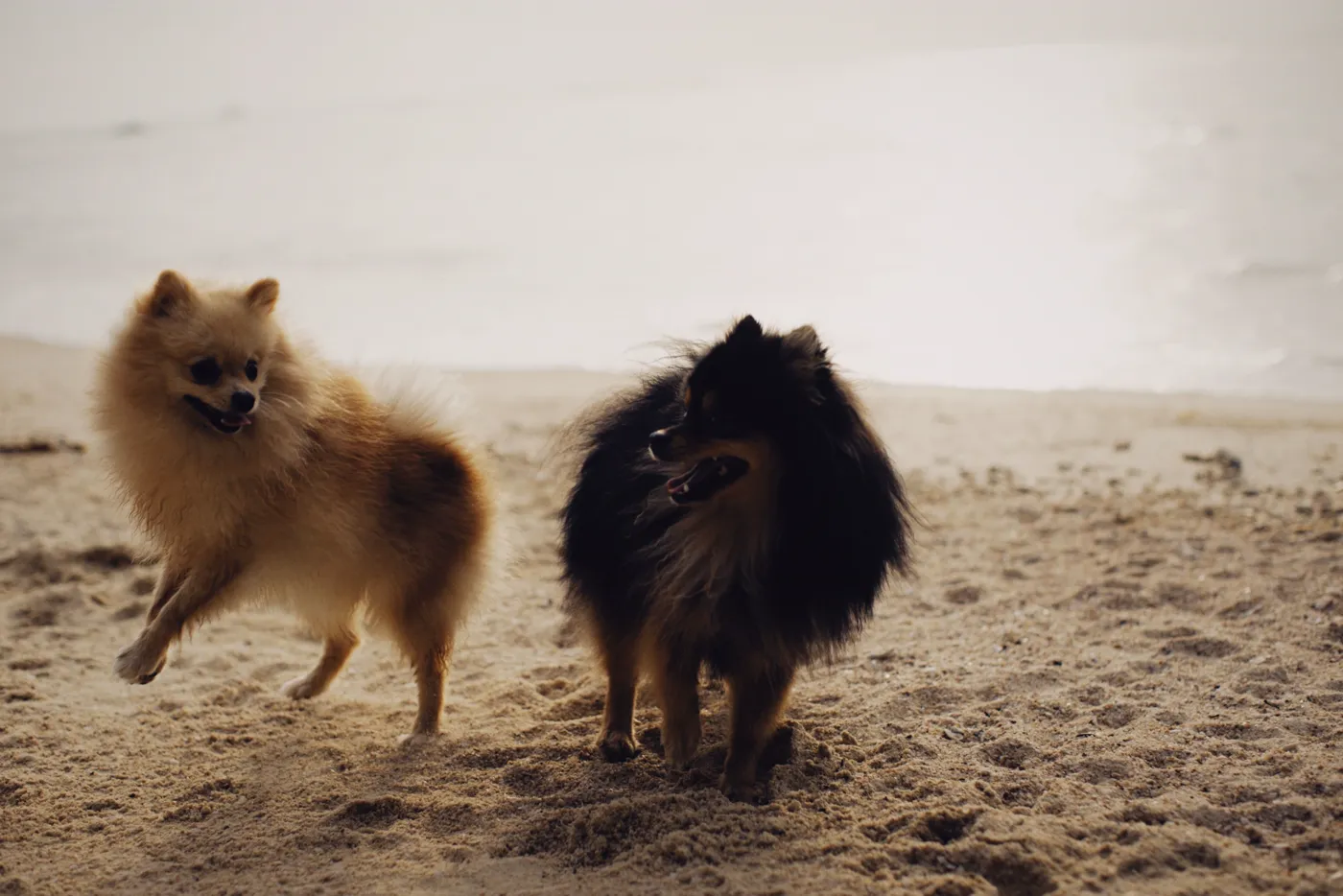 Spitz Pomeranian — fotografie a rasei