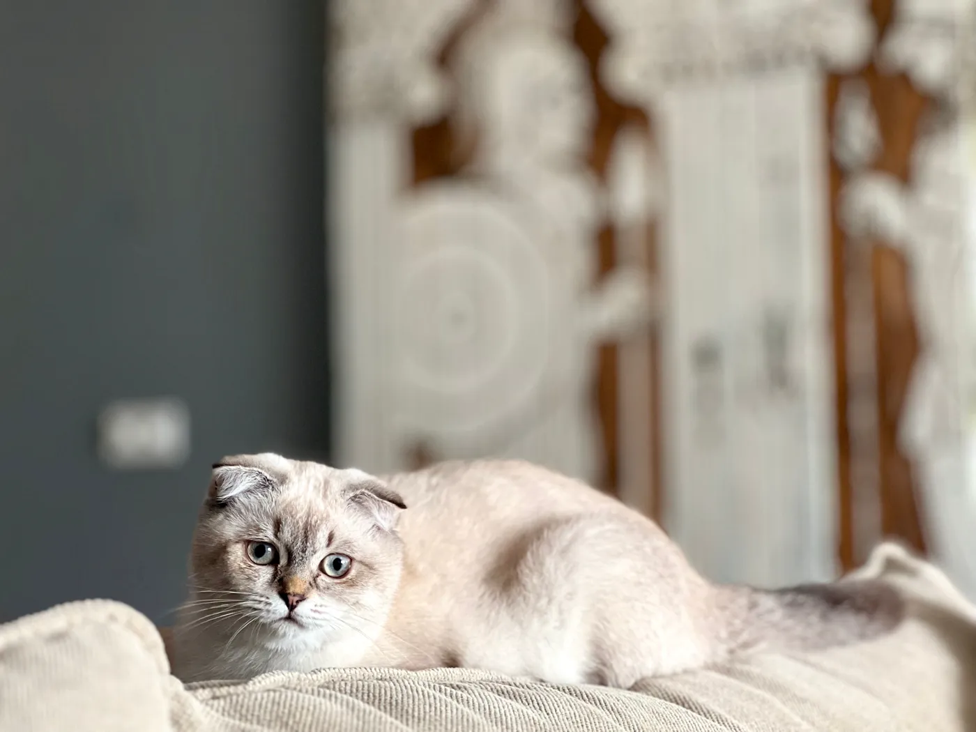 Scottish Fold — fotografie a rasei