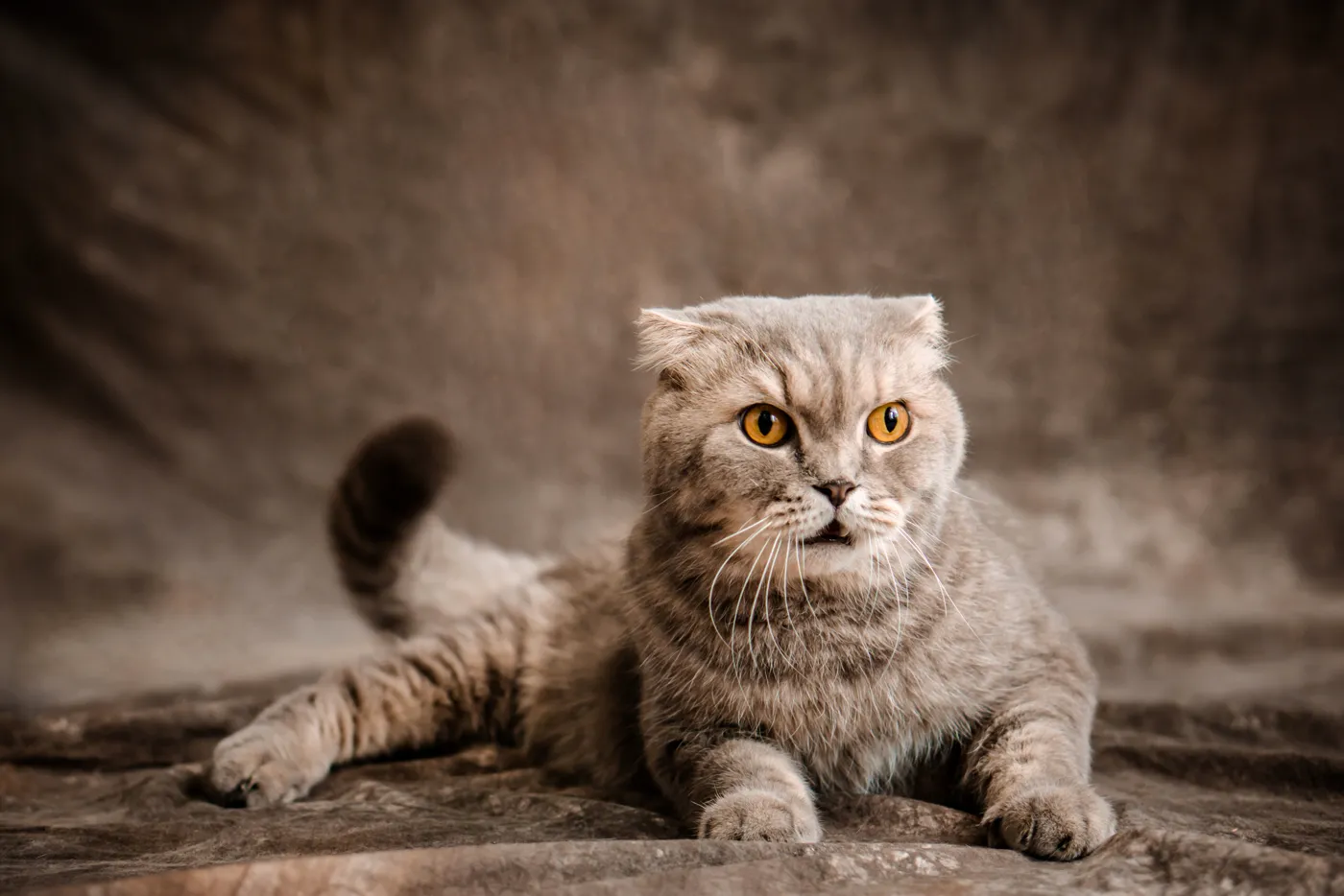 Scottish Fold — fotografie a rasei