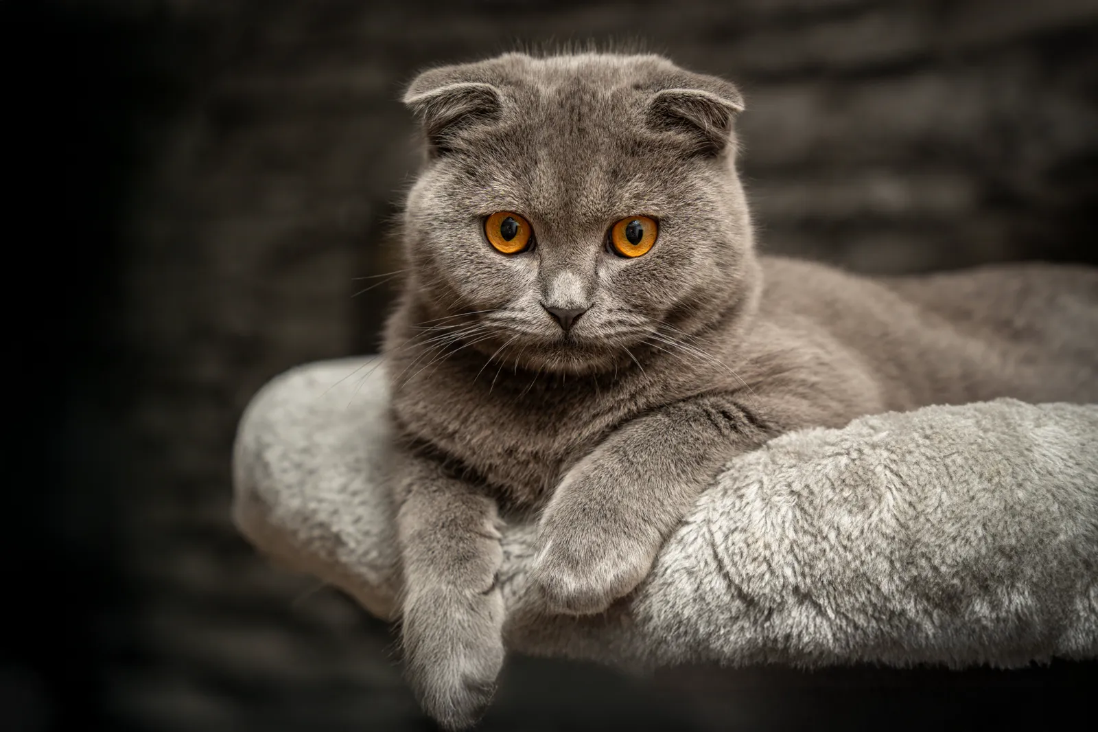 Scottish Fold