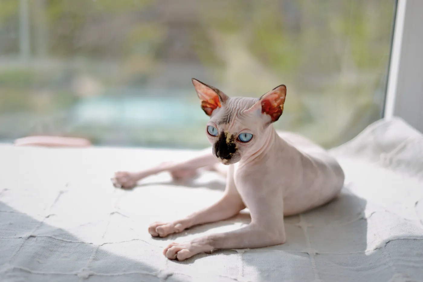 Sphynx Canadian — fotografie a rasei