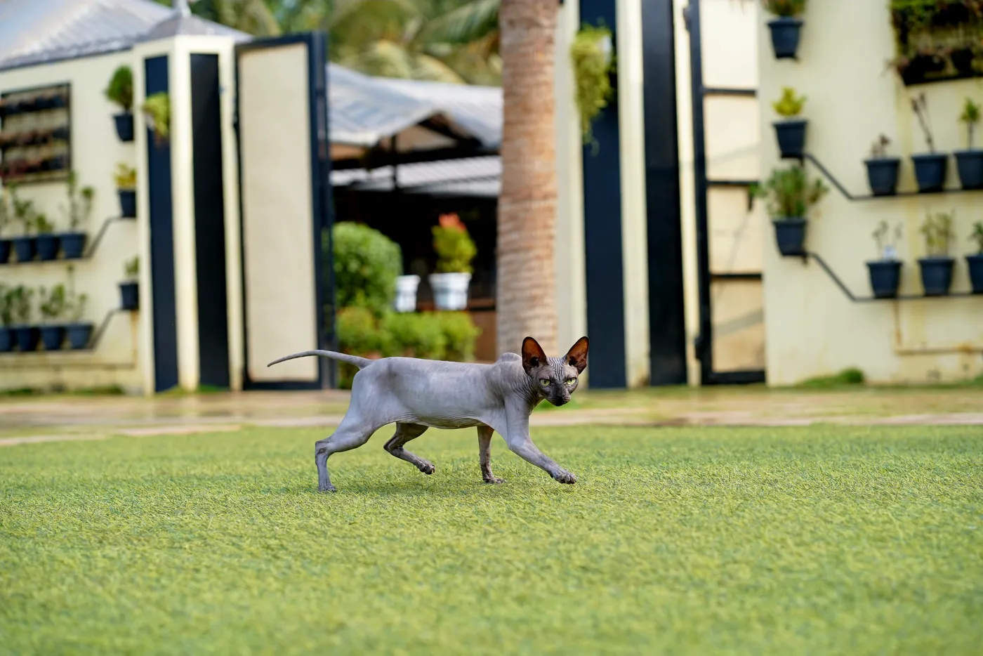 Sphynx Canadian — fotografie a rasei