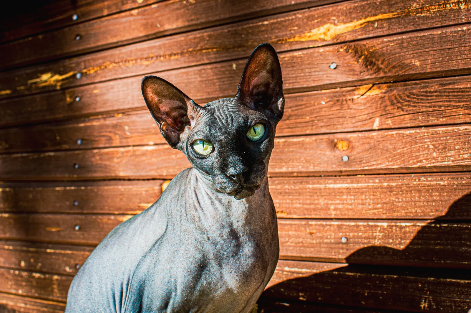 Sphynx